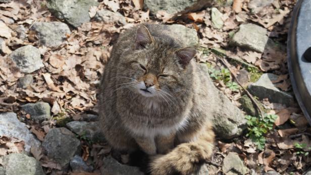 Der Kater aus Frankreich zeigte sich bei der Ankunft ziemlich grantig 