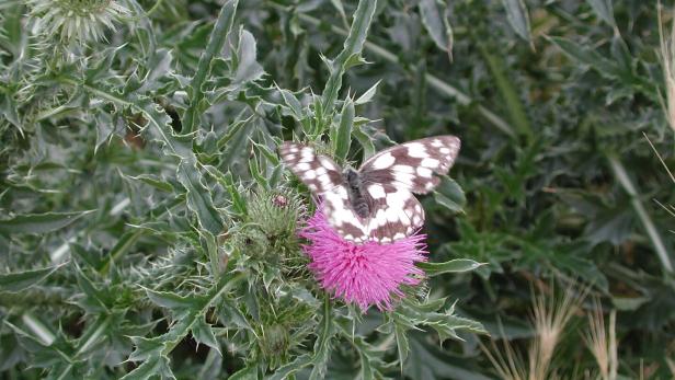 Distel liefern Nahrung für Bienen, Schmetterlinge und andere Bestäuber.