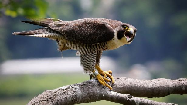 Wanderfalke sitzt auf Ast