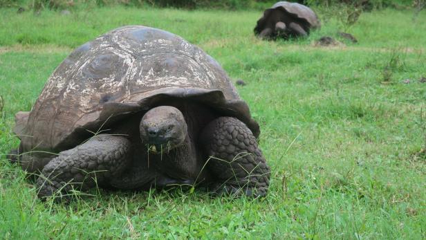 Die Galapagos-Schildkröten können bis zu 150 Jahre alt werden. 