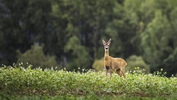 Ein Reh steht auf einer grünen Wiese vor einem dichten Wald.