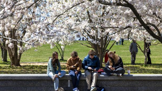 Visitors to the Tidal Basin view the flowering cherry blossom trees near peak bloom Visitors to the Tidal Basin view the flowering cherry blossom trees near peak bloom