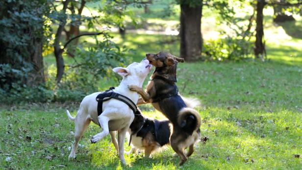 46-38488737 Donaustadt: Die Hundezone, die es lange gibt - und irgendwie auch nicht