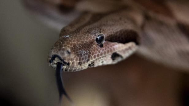 Eine Nahaufnahme von einer Boa constrictor mit herausgestreckter Zunge