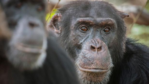 Dynasties - Der Clan der Tiere. Schimpansen Schimpansen in der Natur.