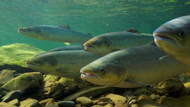 Forscher setzten Fische unter Drogen - und staunen über Ergebnisse