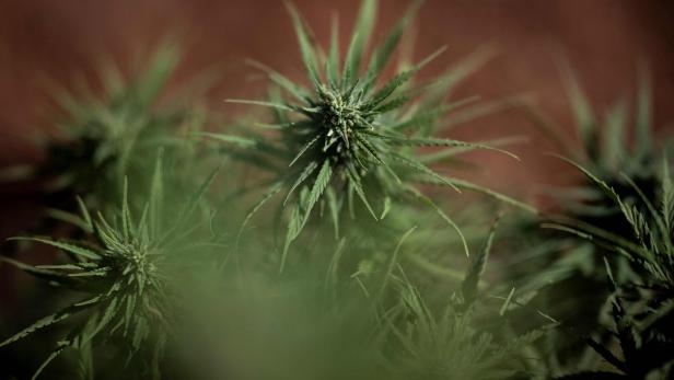 PORTUGAL-HEALTH-MEDICINE-PHARMACEUTICAL-DRUGS-CANNABIS Cannabis-Plantage in Wien-Meidling ausgehoben