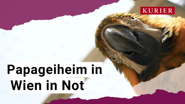 200 Vögeln droht die Obdachlosigkeit - Papageientierheim in Wien vor dem Aus