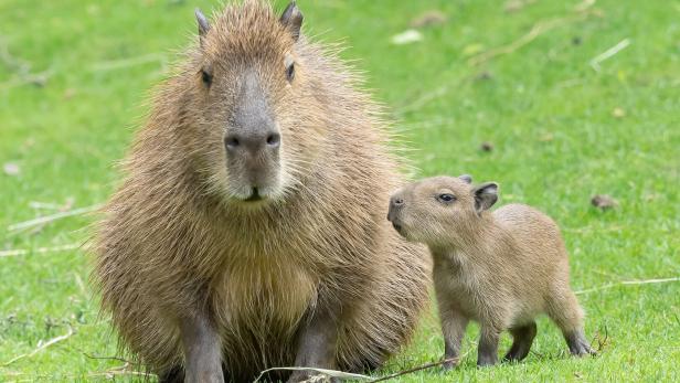 ++ HANDOUT ++ TIERGARTEN SCHÖNBRUNN: WASSERSCHWEIN-QUARTETT GEBOREN In diesem Café kann man Capybaras streicheln
