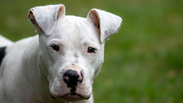 Weißer Hund mit schwarzen Flecken an Nase und Ohren steht vor unscharfem grünen Hintergrund.