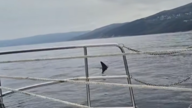 Riesenhai vor der Küste Kroatiens: Video zeigt den Riesen Haifischflosse auf dem offenen Meer in Kroatien von einem Fischerboot aus gesichtet