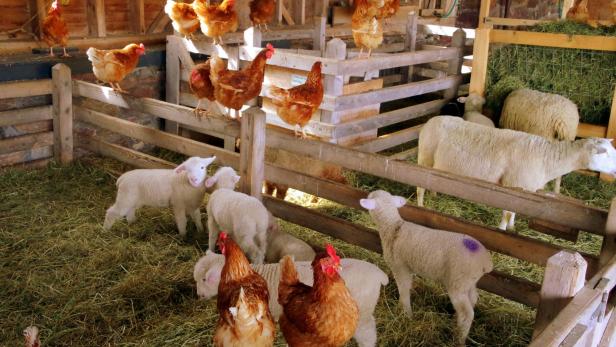 Streichelzoo-Tragödie: 12 Tiere wurden ermordet.