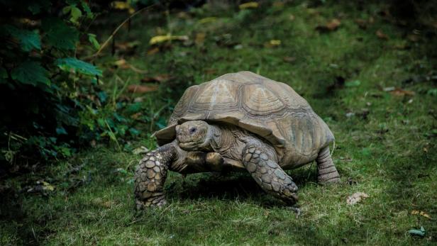 Schildkröte auf einer Wiese