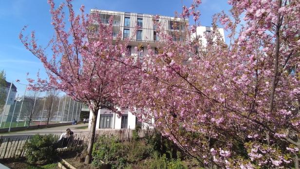 Hier sieht man rosa blühende Zierkirschen. 