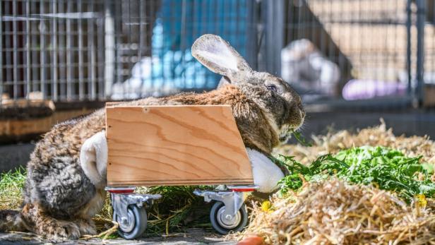 Der Hase "Hot Wheels" futtert in seinem Gehege im Tierheim Dreherhof Der Hase "Hot Wheels" futtert in seinem Gehege im Tierheim Dreherhof