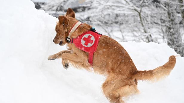 ++ THEMENBILD ++   SUCHHUNDE / ROTES KREUZ / GESUNDHEIT / ALPINISMUS / FREIZEIT / LAWINENTRAINING