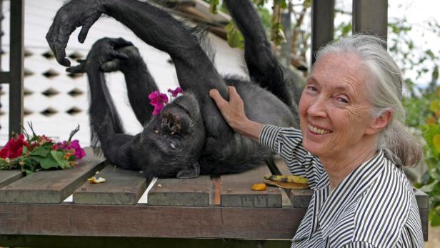 Goodall krault den ältesten Schimpansen der Welt, Gregoire, der mit 66 Jahren 2008 im Zoo von Brazzaville starb.