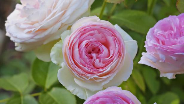Verjüngungskur für Rosen: Tipps für den richtigen Rückschnitt