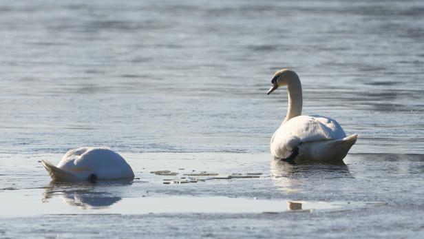 200 Schwäne gegen Kärntner Landwirte: Schwan-Plage in St. Kanzian