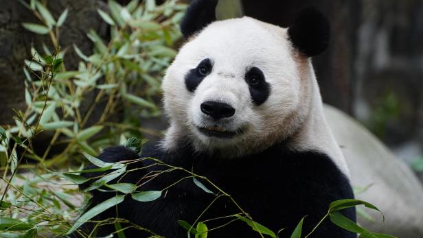 ++ HANDOUT ++ LAN YUN UND HE FENG: PANDA-PAAR IM TIERGARTEN SCHÖNBRUNN ANGEKOMMEN Panda-Paar im Tiergarten Schönbrunn angekommen - aber noch nicht zu sehen