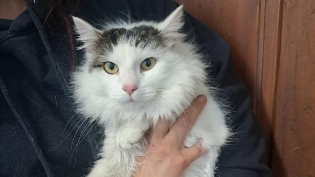 Kater Pauli