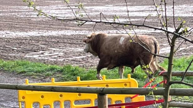 Feuerwehr brachte im Südburgenland ausgebüxten Stier nach Hause