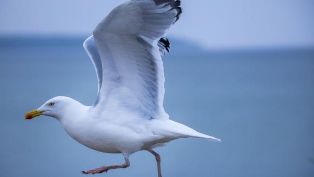 Deutsche Wetterdienst (DWD) veröffentlicht Winterbilanz Möwe