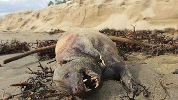 Ein toter Tierkörper liegt am Strand, umgeben von Treibholz.
