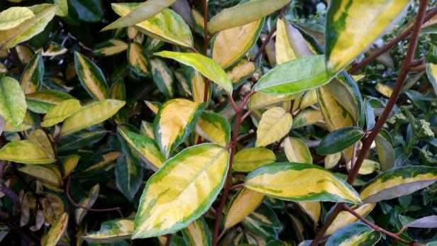 Elaeagnus x ebbingei 'Limelight' Gestresste Ölweiden: So helfen Sie Ihren Pflanzen nach dem Winter