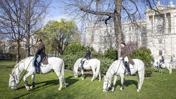 Warum auch Lipizzaner wellnessen und auf die Work-life-Balance achten