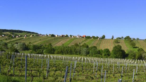 46-164059383 Weinfrühling Südburgenland: Wein, Weitblick und Weinkeller