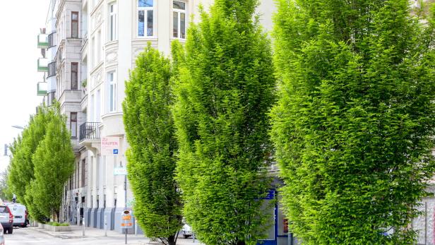 30 neue Bäume: Linke Wienzeile wird grüner