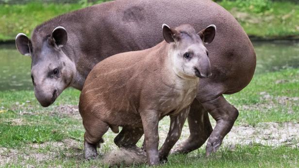 Von Schmiding nach Australien: Tapir 'Lupos' Reise zur Arterhaltung
