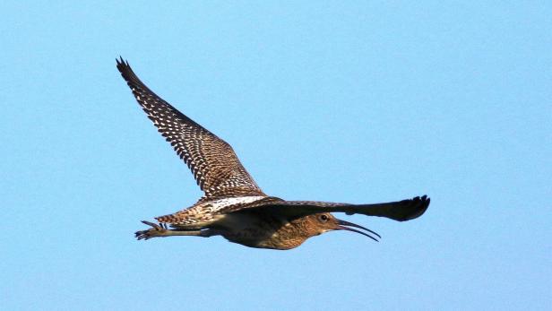 46-214734330 Großer Brachvogel