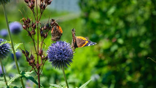 Biodiversität: besser vernetzt und informiert