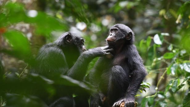 NATURE-SCIENCE-BONOBOS-DRCONGO-US Warum wir alle mehr wie Bonobos sein sollten