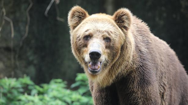 National Zoological Garden in Colombo Mit Armee gegen Braunbären: Umstrittene Maßnahme im Nachbarland