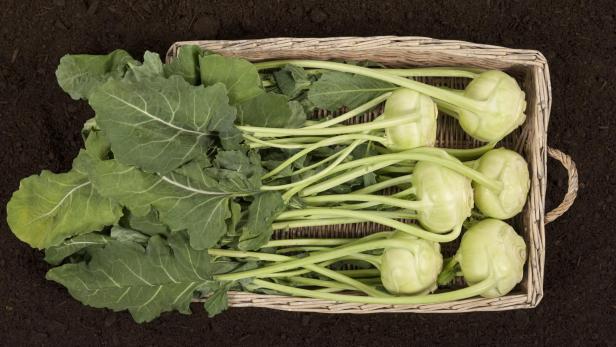 Kohlrabi und Kohlrabiblätter.