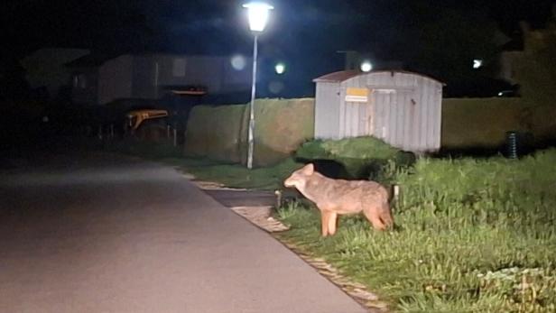 Wolf an Straßenrand