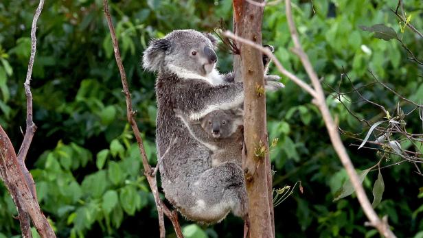 AUSTRALIA-WILDLIFE-KOALA AUSTRALIA-WILDLIFE-KOALA