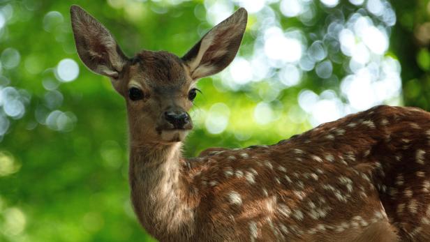 46-214873738 Ein junges Reh mit weißem Punktmuster im grünen Wald.