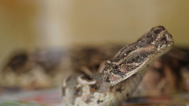 KENYA-HEALTH-ANIMAL-SCIENCE-SNAKES