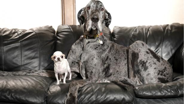 Das sind der größte und der kleinste Hund der Welt.
