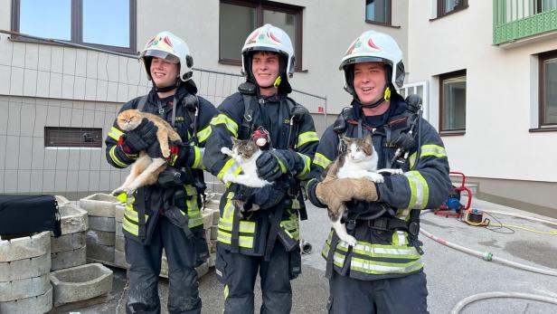 Katzen gerettet