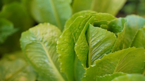 Tote Babymaus im Salatkopf: Tesco nimmt Stellung. Tote Babymaus im Salatkopf: Tesco nimmt Stellung.
