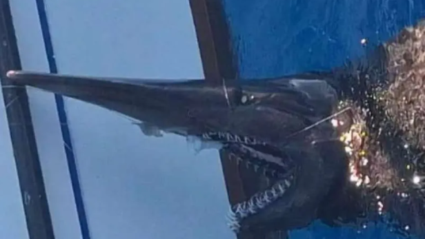 Koboldhai vor der Küste Gran Canarias entdeckt