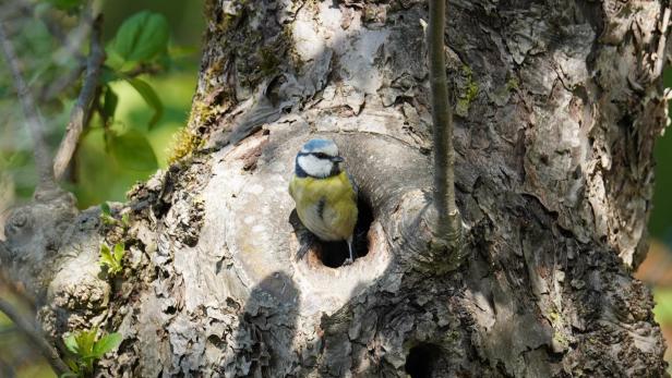 Blaumeise im Baumloch