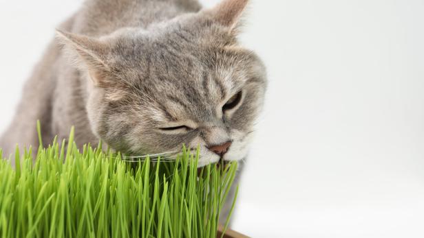 Eine graue Katze frisst Katzengras.