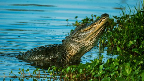 Alligator schaut aus dem Wasser