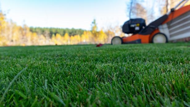 Autumn season, lawn mowing in the garden.